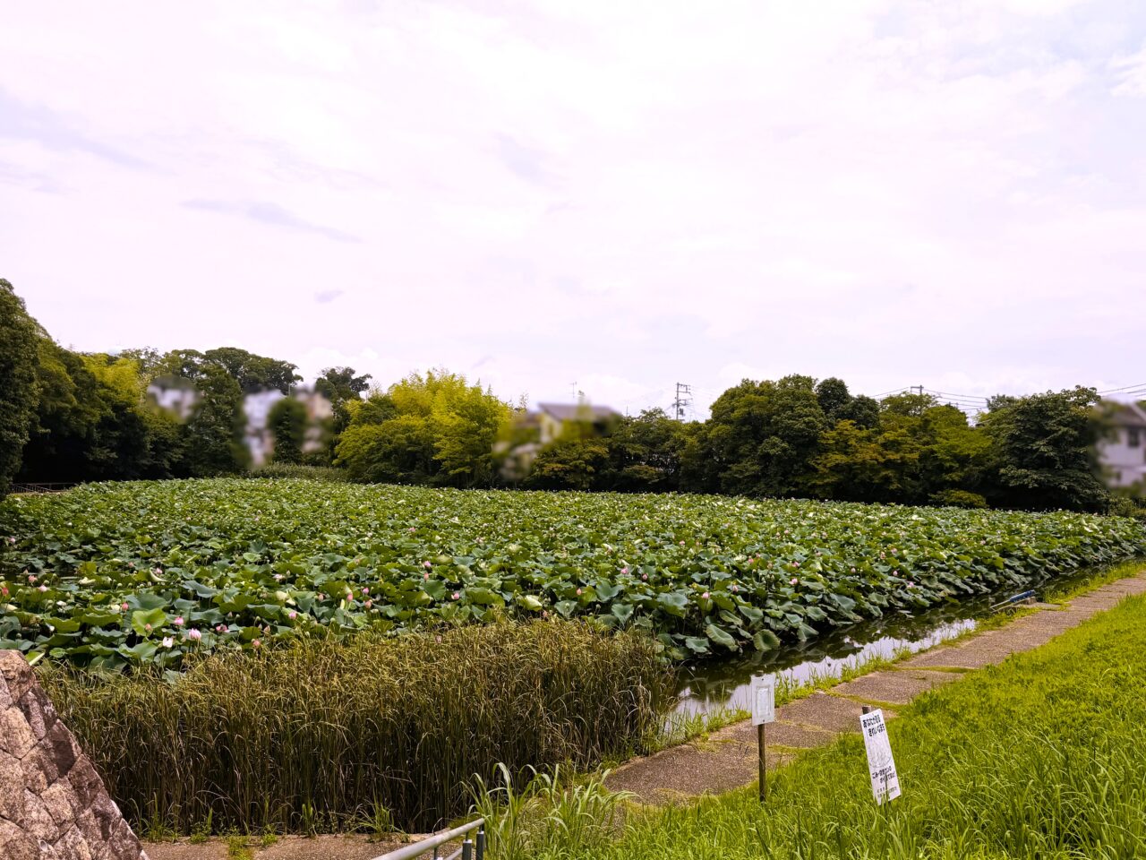 黒鳥山公園の今池の蓮の開花状況