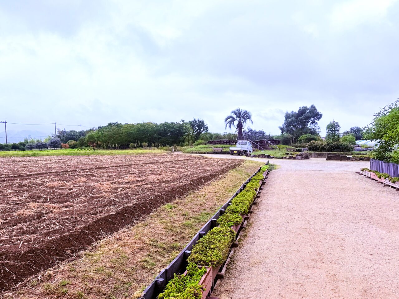 和泉リサイクル公園　刈り取られた１期目のひまわり畑