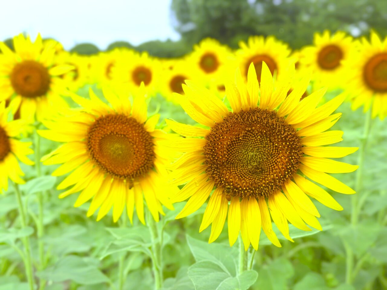 和泉リサイクル環境公園の二期目のひまわり