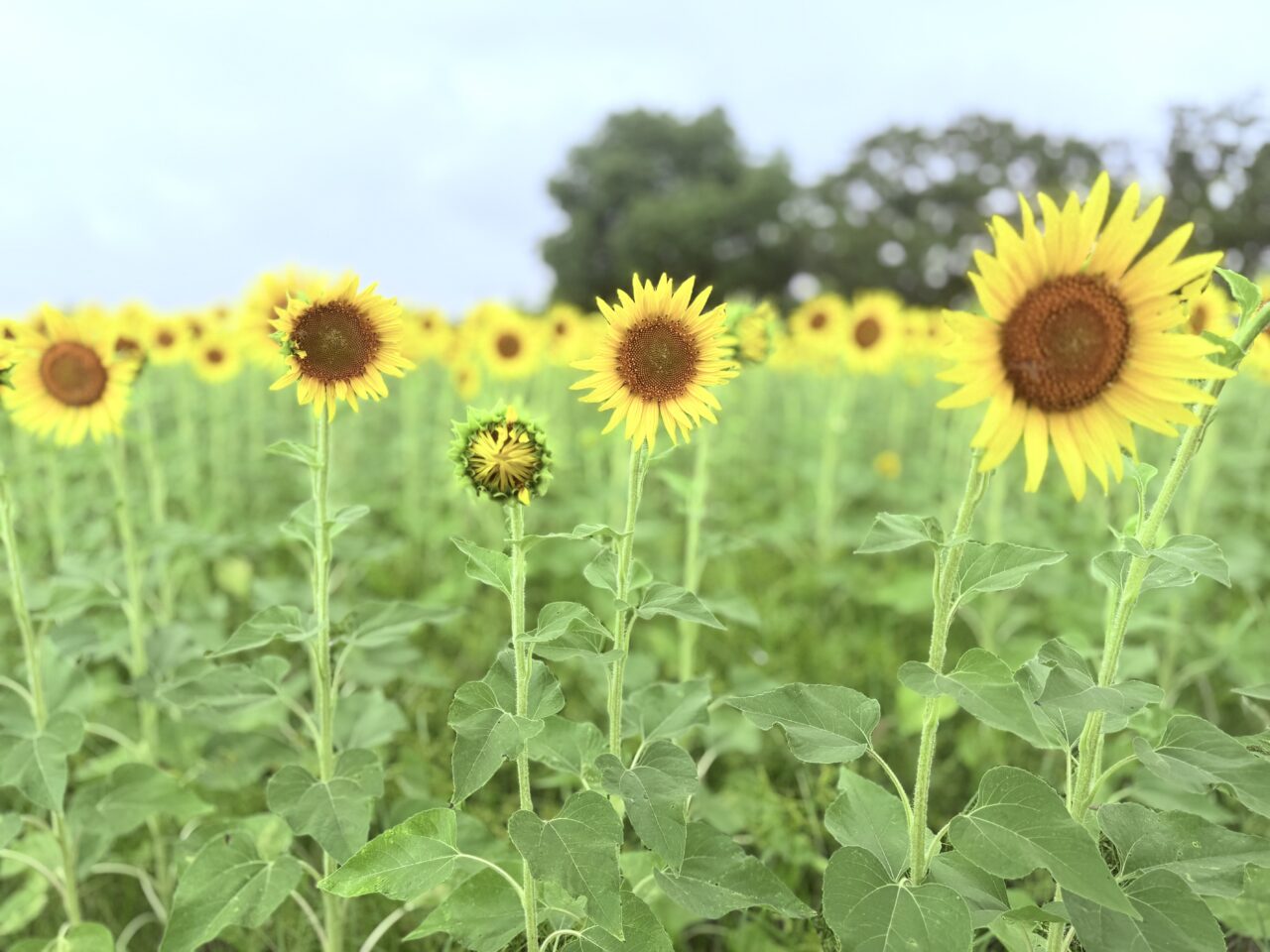 和泉リサイクル環境公園のまだつぼみのひまわり