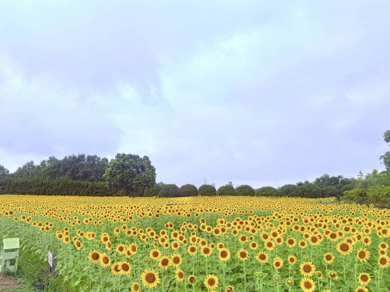 ひまわりが咲く和泉リサイクル公園