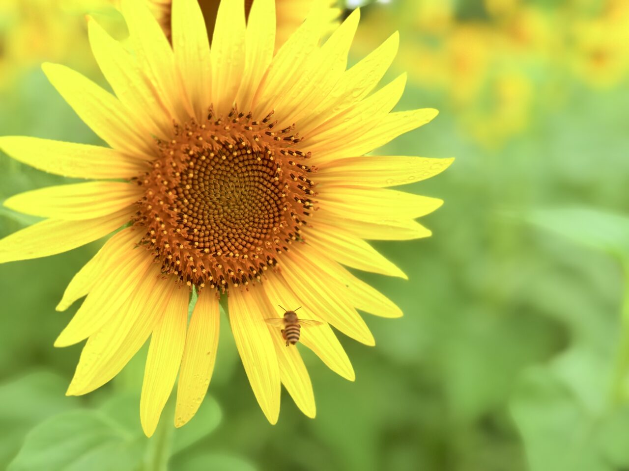 向日葵の周りをとぶ蜂