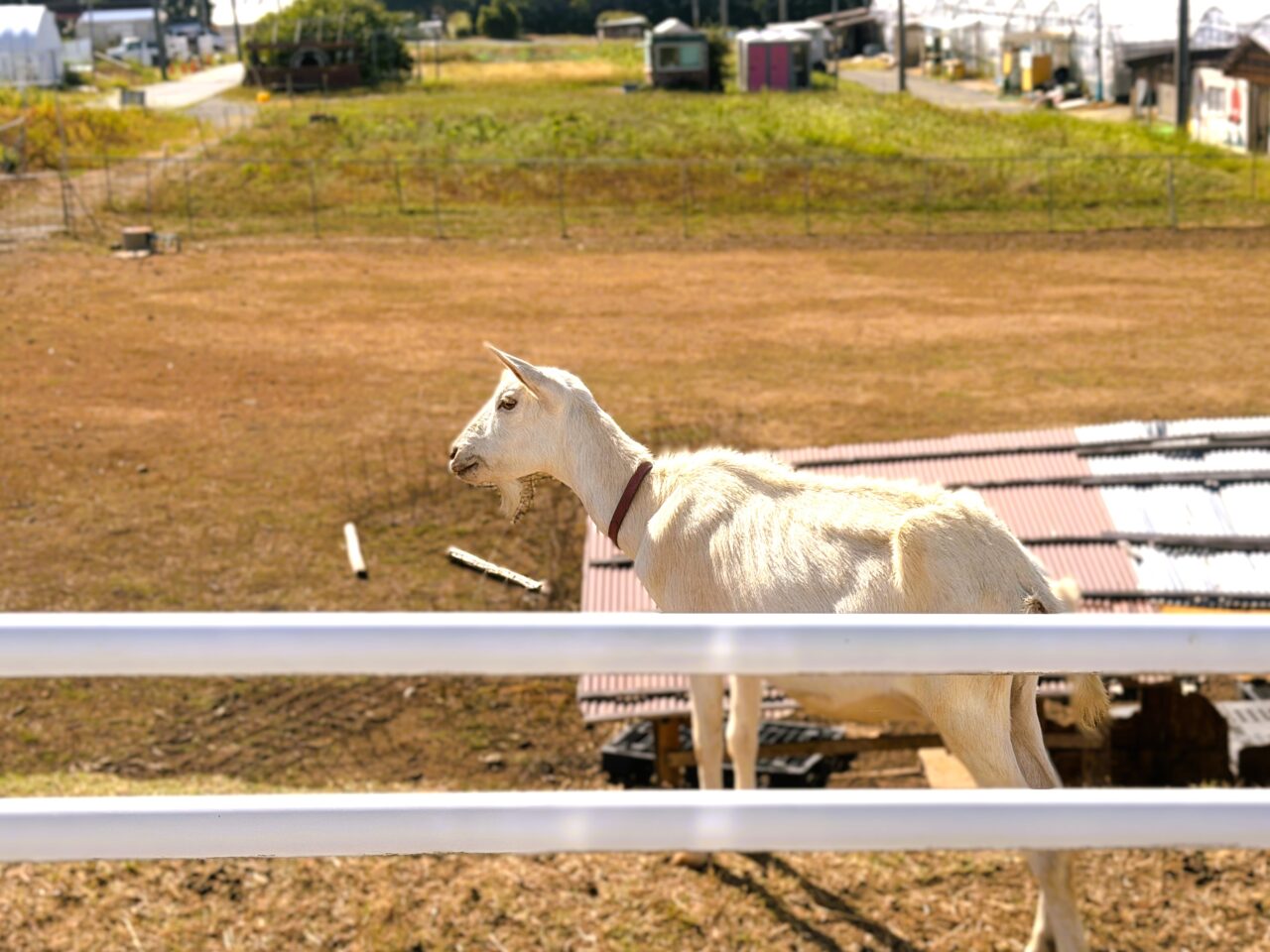 いずみ小川ぶどう園　ベリープラント喜平