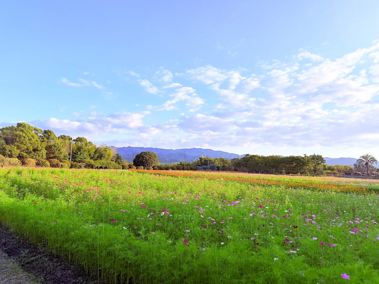 リサイクル公園のコスモス