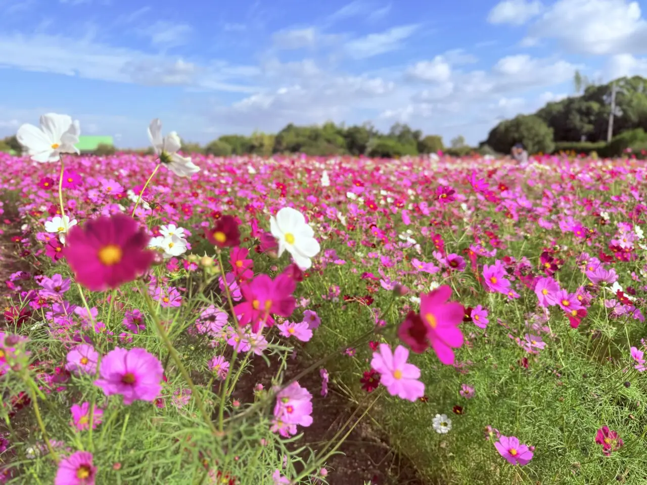 和泉リサイクル環境公園