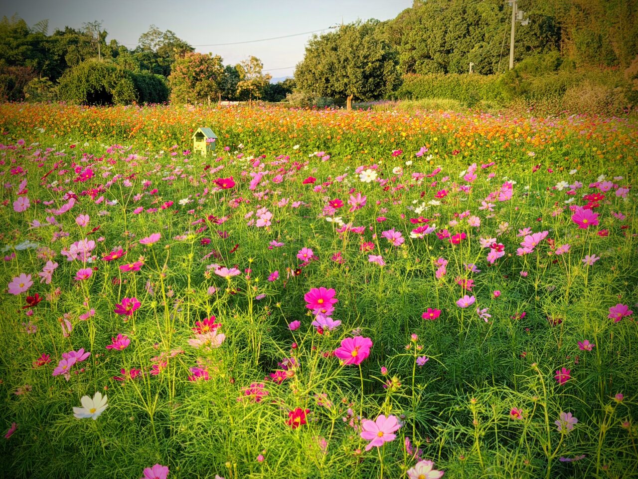 和泉リサイクR公園の満開のコスモス